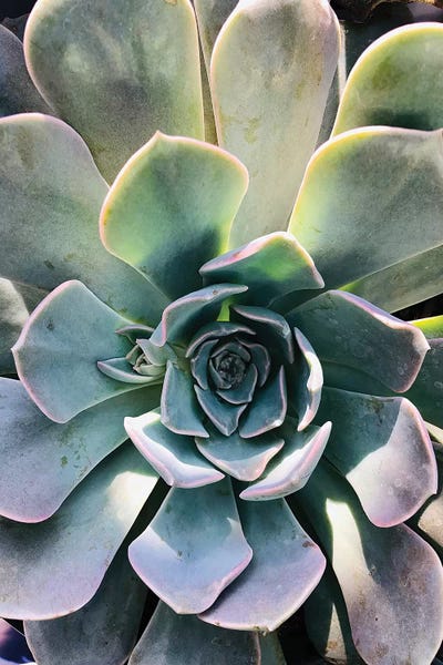 Sucullent Garden XCVII by Irena Orlov framed wall art