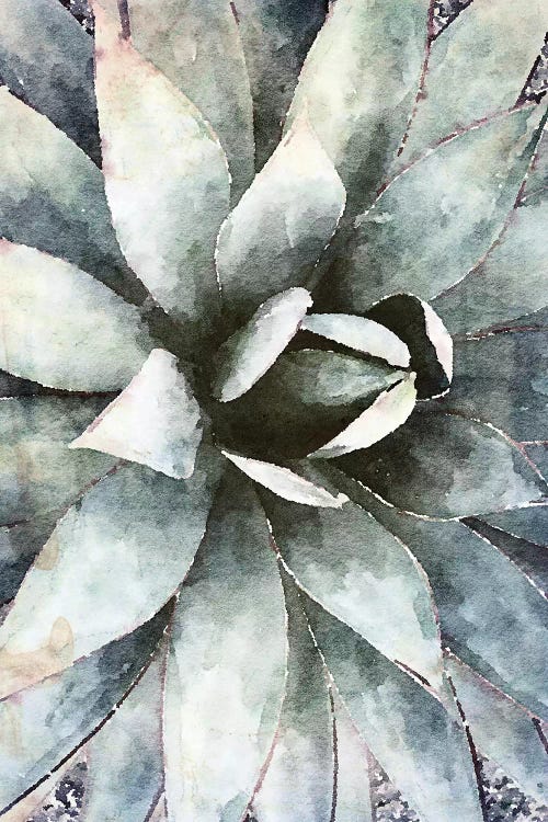 Sunlight Succulent II by Irena Orlov wall art