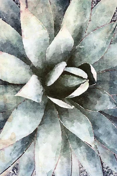 Irena Orlov: Sunlight Succulent II by Irena Orlov