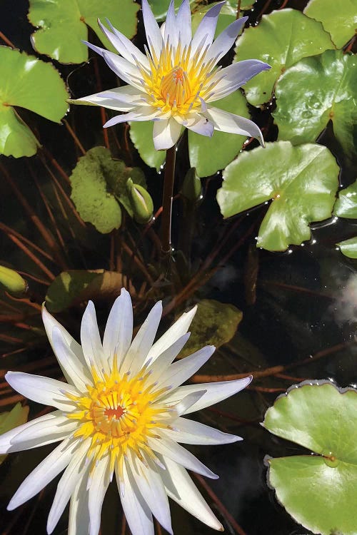Water Lilies I by Irena Orlov wall art