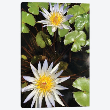Water Lilies I Canvas Print #ORL437} by Irena Orlov Canvas Wall Art