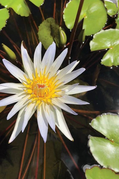 Water Lilies II by Irena Orlov framed wall art