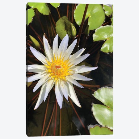 Water Lilies II Canvas Print #ORL438} by Irena Orlov Canvas Print