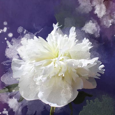 White Peony-Scents Of Heaven III by Irena Orlov framed wall art