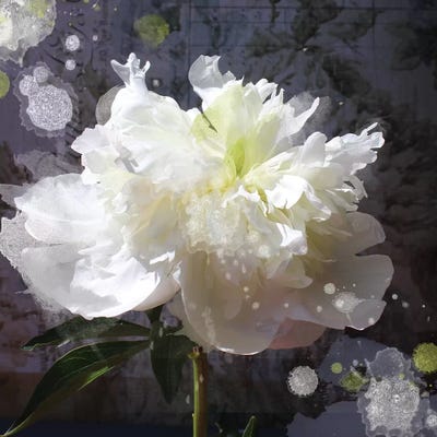White Peony-Scents Of Heaven V by Irena Orlov framed wall art