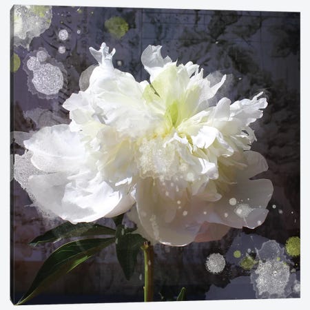 White Peony-Scents Of Heaven V Canvas Print #ORL442} by Irena Orlov Canvas Art