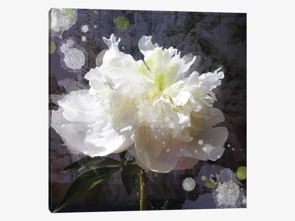 White Peony-Scents Of Heaven V by Irena Orlov 1-piece Canvas Art
