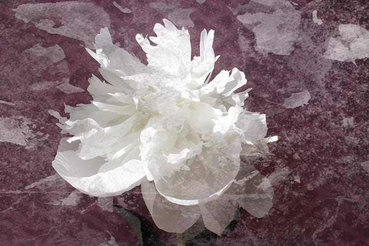 White Pink Peony I