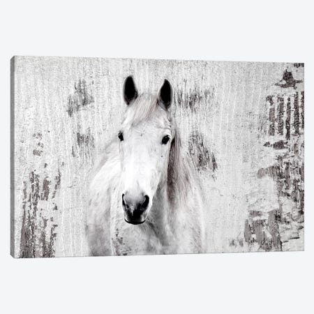 White Western Horse I Canvas Print #ORL446} by Irena Orlov Canvas Art Print