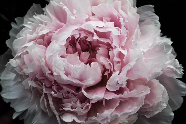 Nature Close-Ups: Pink Peony Passion I by Irena Orlov