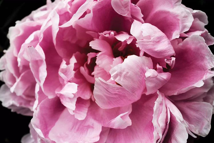 Pink Peony Passion IV