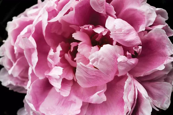 Peonies: Pink Peony Passion IV by Irena Orlov