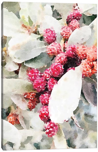 Cactus At Bloom I Canvas Art Print - Irena Orlov