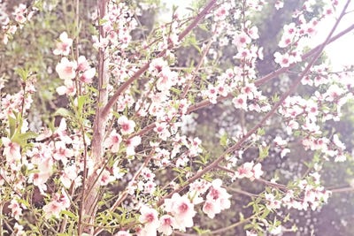 Flowering Peach IV by Irena Orlov framed wall art