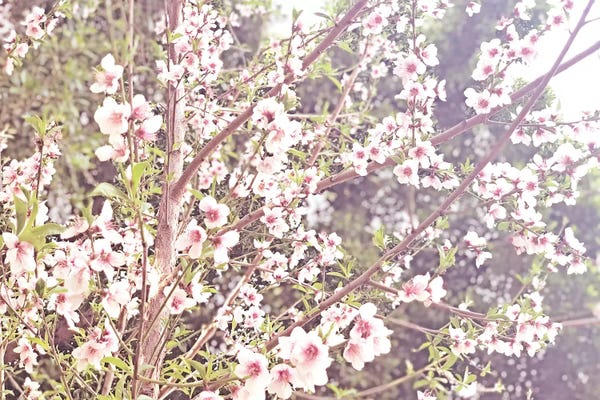 Irena Orlov: Flowering Peach IV by Irena Orlov