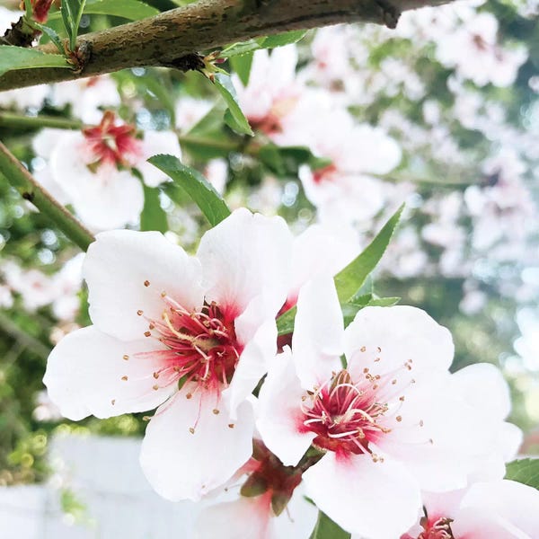 Irena Orlov: Flowering Peach Tree III by Irena Orlov