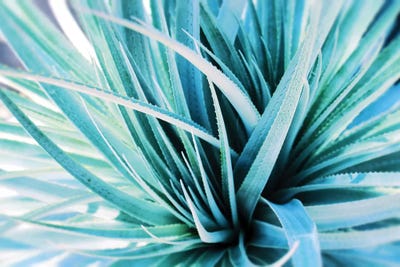 Fresh Incense I by Irena Orlov canvas print