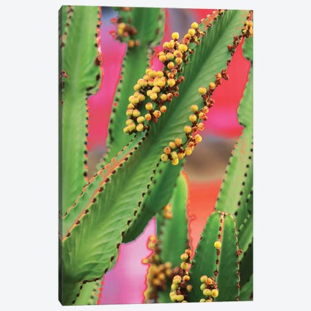In A Cactus Mood I Canvas Print #ORL509} by Irena Orlov Art Print