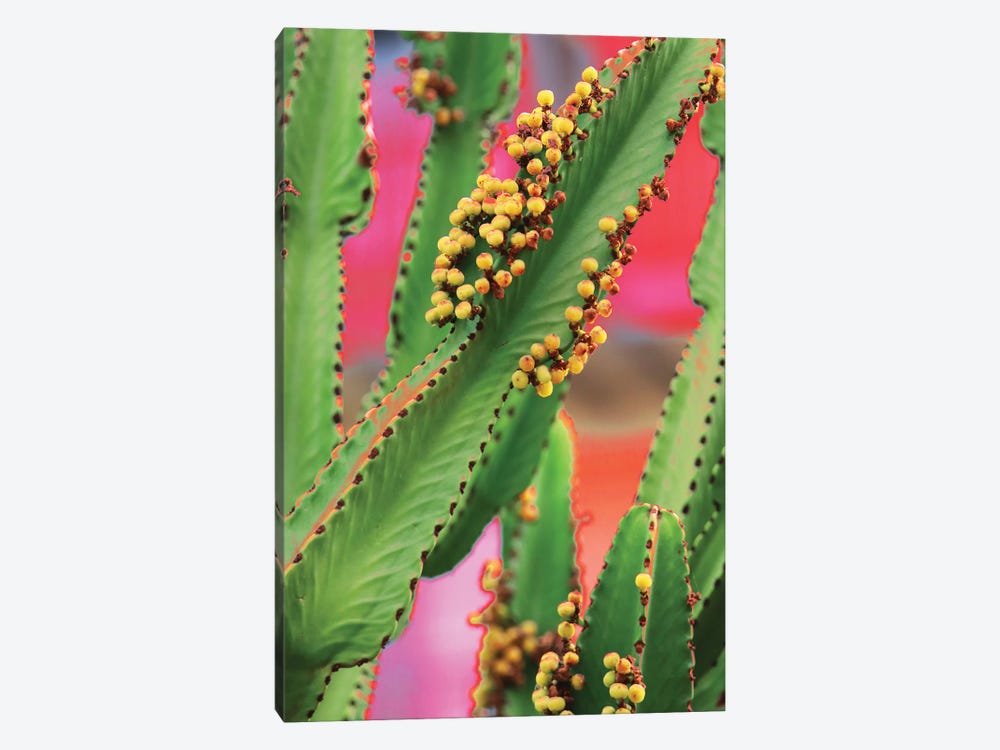 In A Cactus Mood I by Irena Orlov 1-piece Canvas Wall Art
