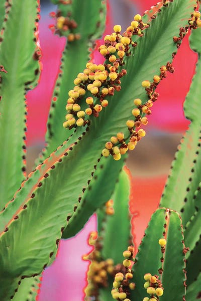 Irena Orlov: In A Cactus Mood I by Irena Orlov