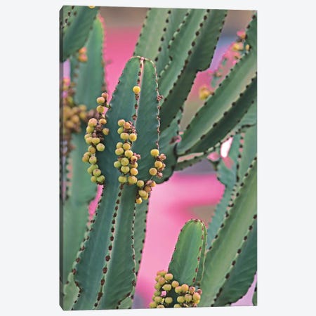 In A Cactus Mood II Canvas Print #ORL510} by Irena Orlov Canvas Wall Art