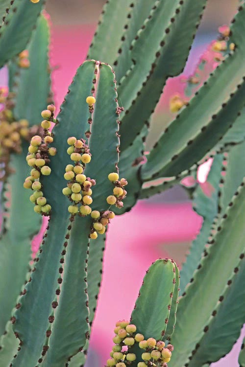 In A Cactus Mood II