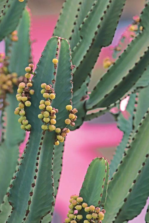 In A Cactus Mood II by Irena Orlov wall art