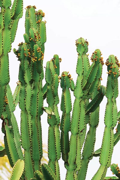 In A Cactus Mood IV by Irena Orlov framed wall art