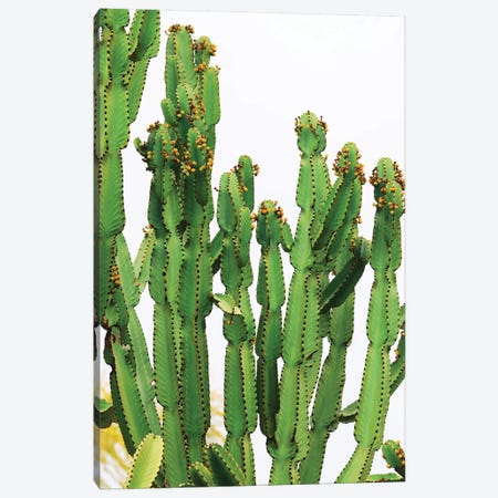 In A Cactus Mood IV Canvas Print #ORL511} by Irena Orlov Canvas Wall Art