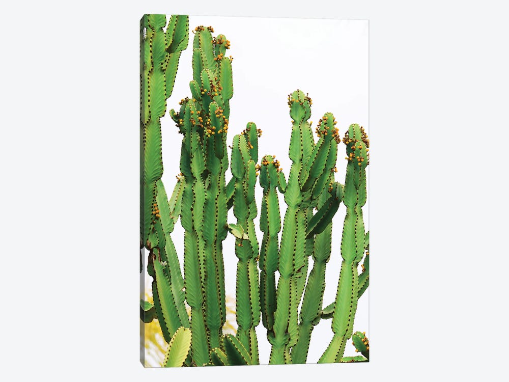 In A Cactus Mood IV by Irena Orlov 1-piece Canvas Print