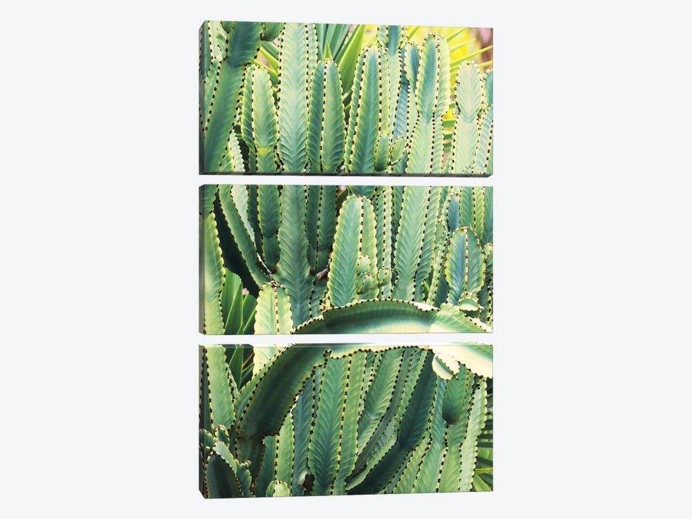 In A Cactus Mood V by Irena Orlov 3-piece Canvas Wall Art