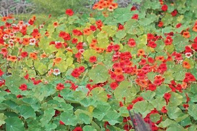 The Inner Fire by Irena Orlov framed wall art