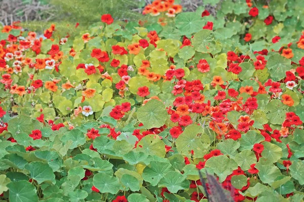 Irena Orlov: The Inner Fire by Irena Orlov