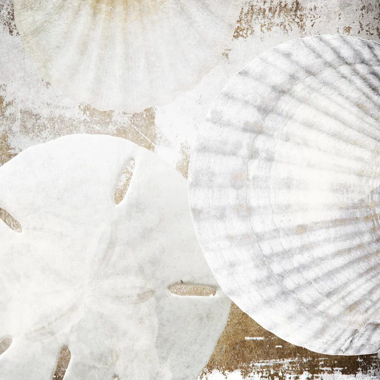 White Shells II by Irena Orlov wall art