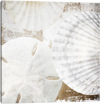 White Shells II Canvas Art Print - Sea Shell Art