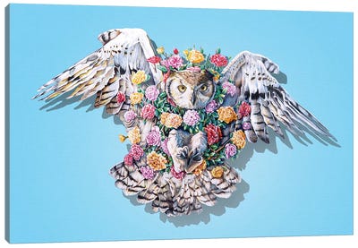 Owl Canvas Art Print - James Ormiston