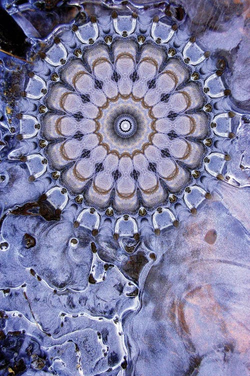 Caligo Mandala by LuAnn Ostergaard wall art