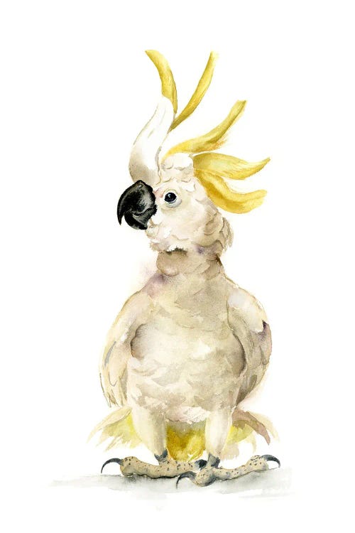 Cockatoo