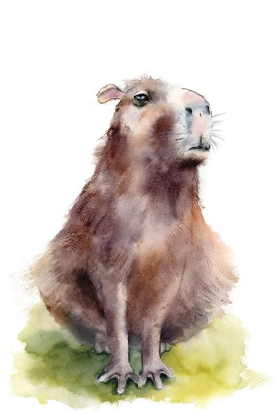 Rodents: Capybara I by Olga Tchefranov