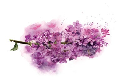 Lilac by Olga Tchefranov framed wall art