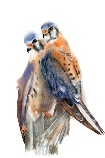 Lakehouse Décor: Resting Kestrels by Olga Tchefranov