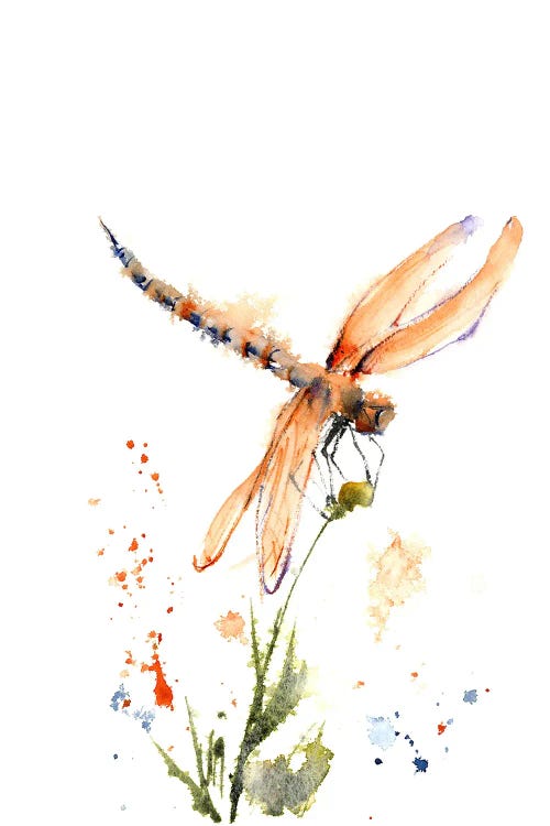 Dragonfly II