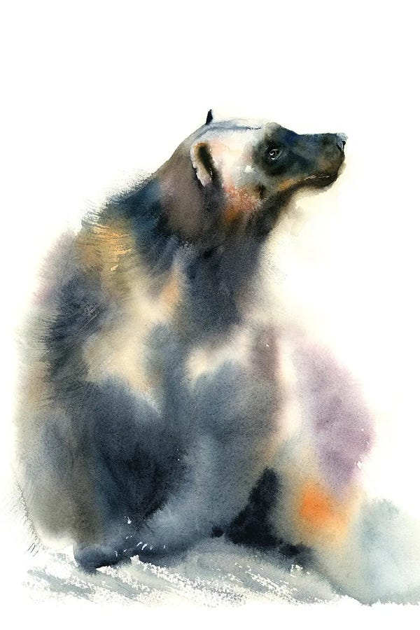 Wolverines