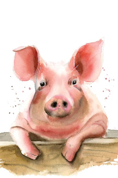 Pigs: Pig by Olga Tchefranov