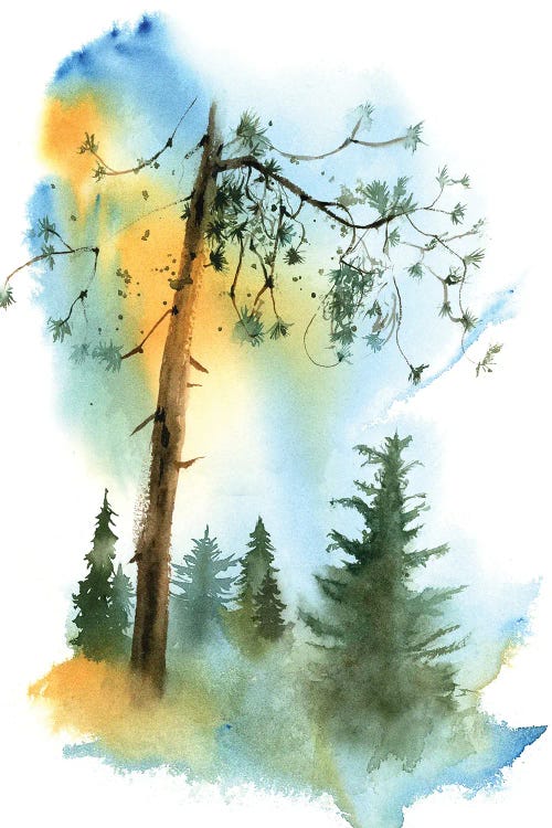 Coniferous Forest by Olga Tchefranov wall art
