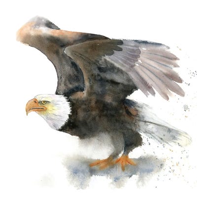 Eagles by Olga Tchefranov framed wall art