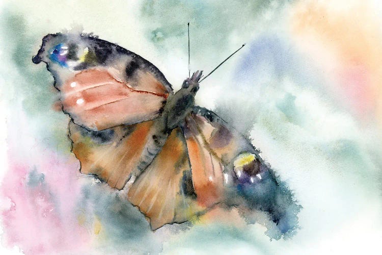 Peacock Butterfly by Olga Tchefranov wall art