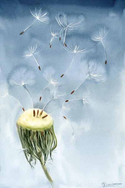 Dandelion With Flying Seeds