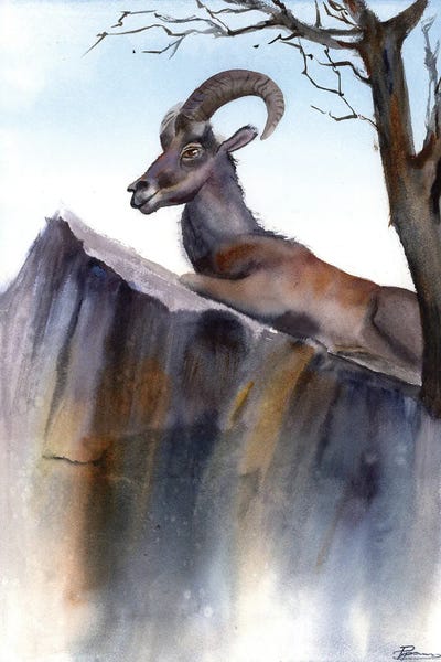 Sheep: Resting Ibex In The Cliff by Olga Tchefranov