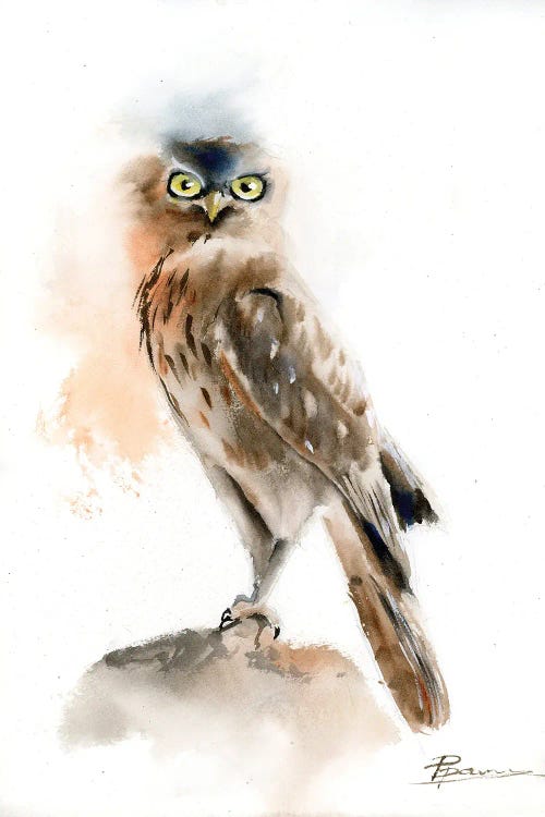 Olga Tchefranov: Young Owl by Olga Tchefranov